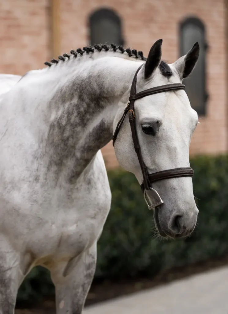 Mc Gregor - Hunter -Equitation - Primi Horse