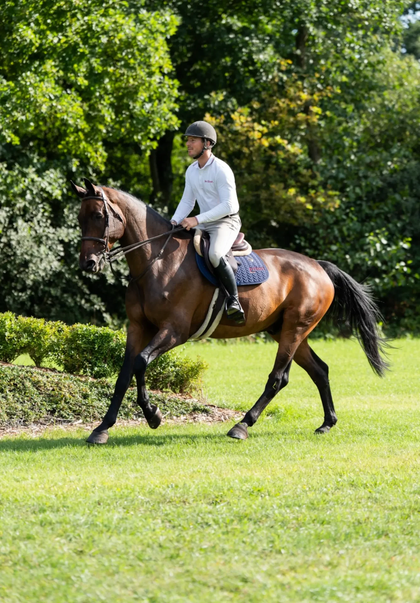 Can Do It - Primi Hunter & Jumper Horses