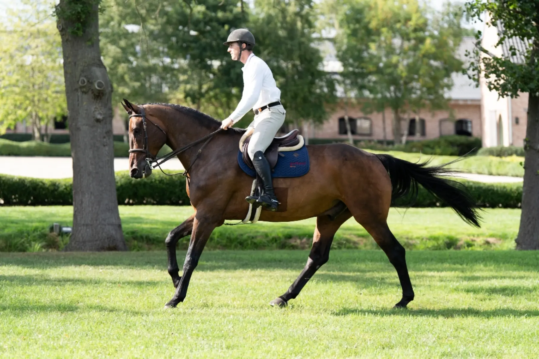 Can Do It - Primi Hunter & Jumper Horses