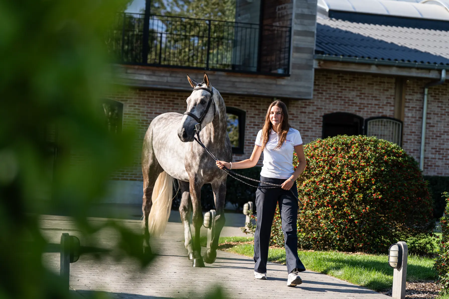 The First - Primi Hunter & Jumper Horse Sale