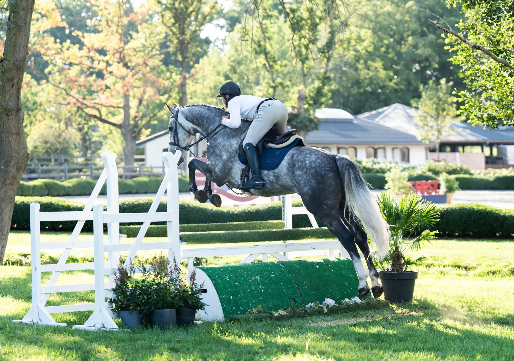 The First - Primi Hunter & Jumper Horse Sale