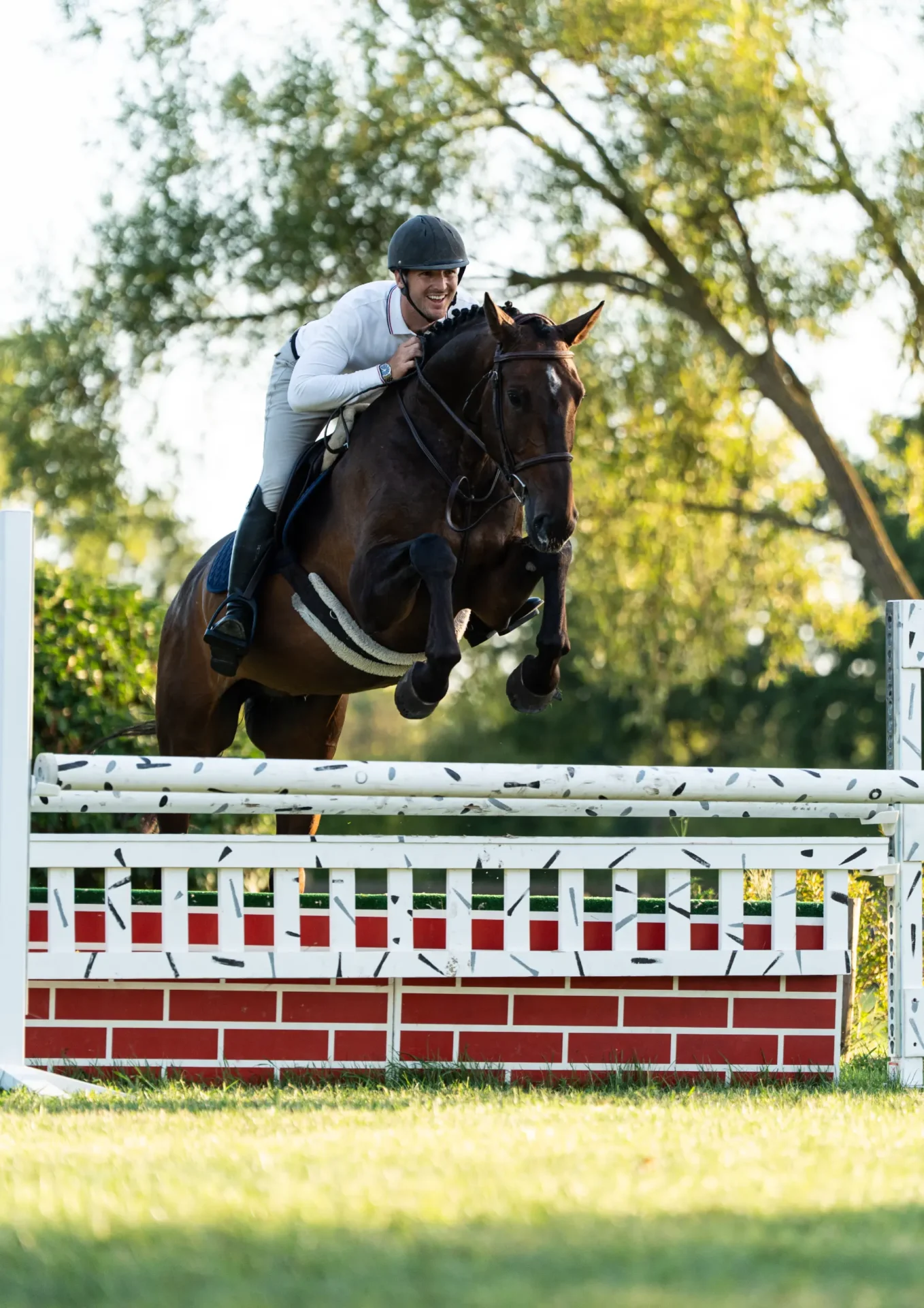 Com'On - Primi Hunter & Jumper Horse Sale