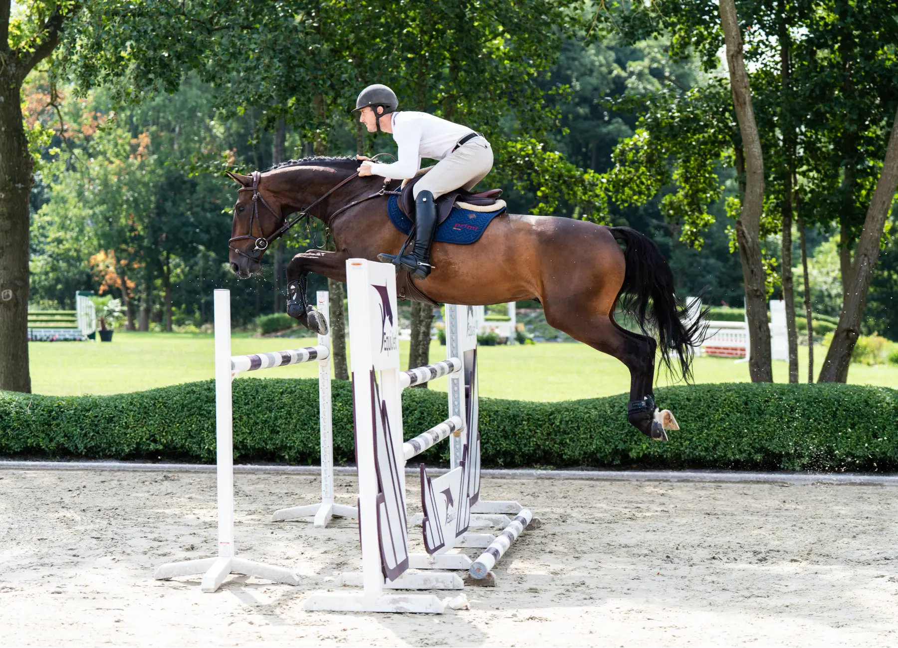 Com'On - Primi Hunter & Jumper Horse Sale