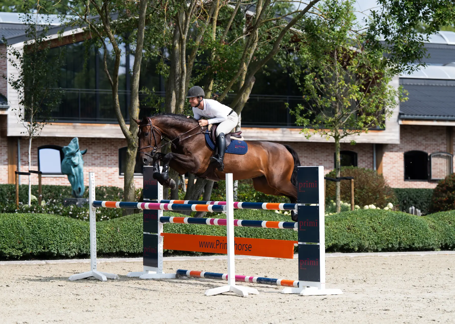 Com'On - Primi Hunter & Jumper Horse Sale