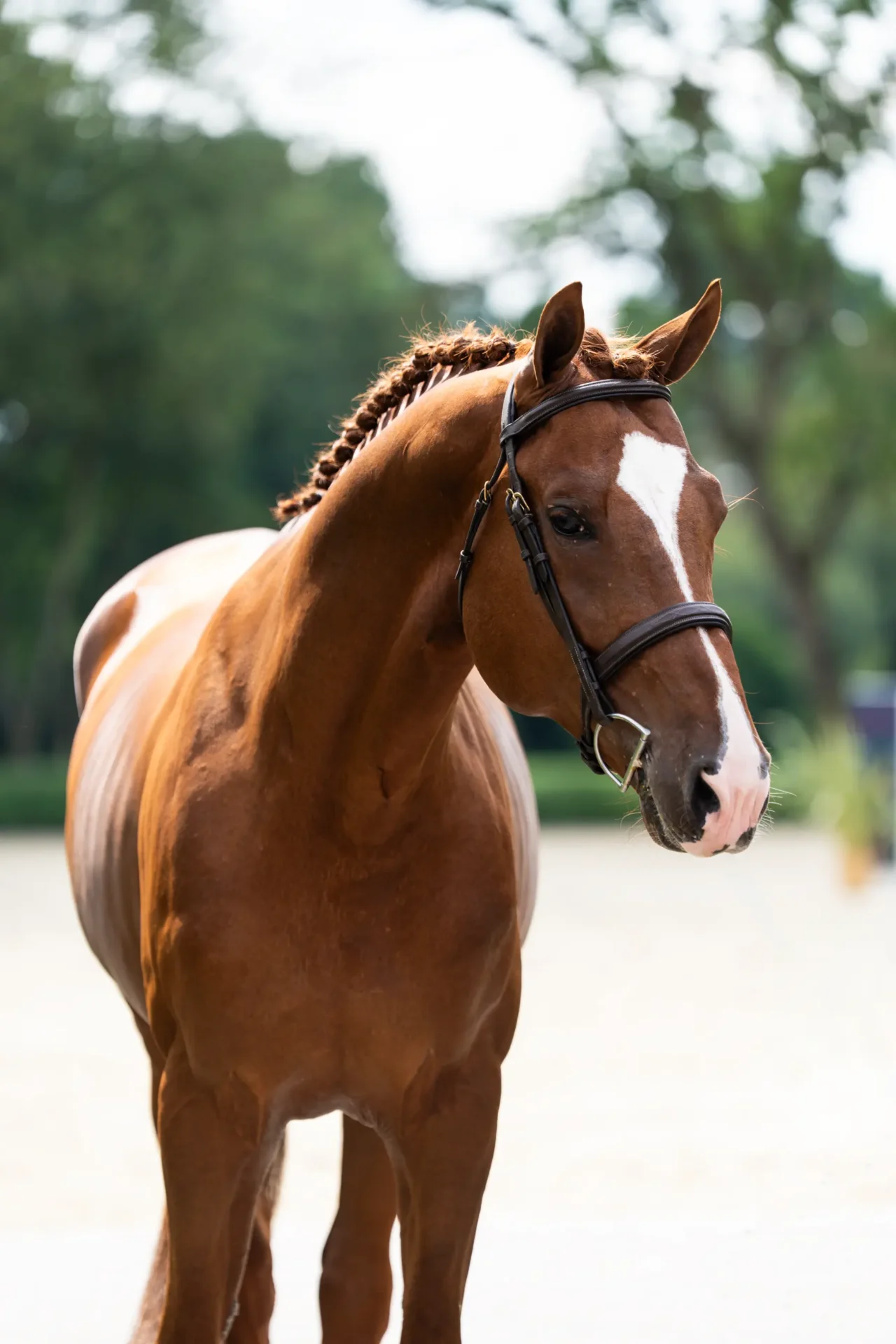 U2 - Primi Hunter & Jumper Horse Sale