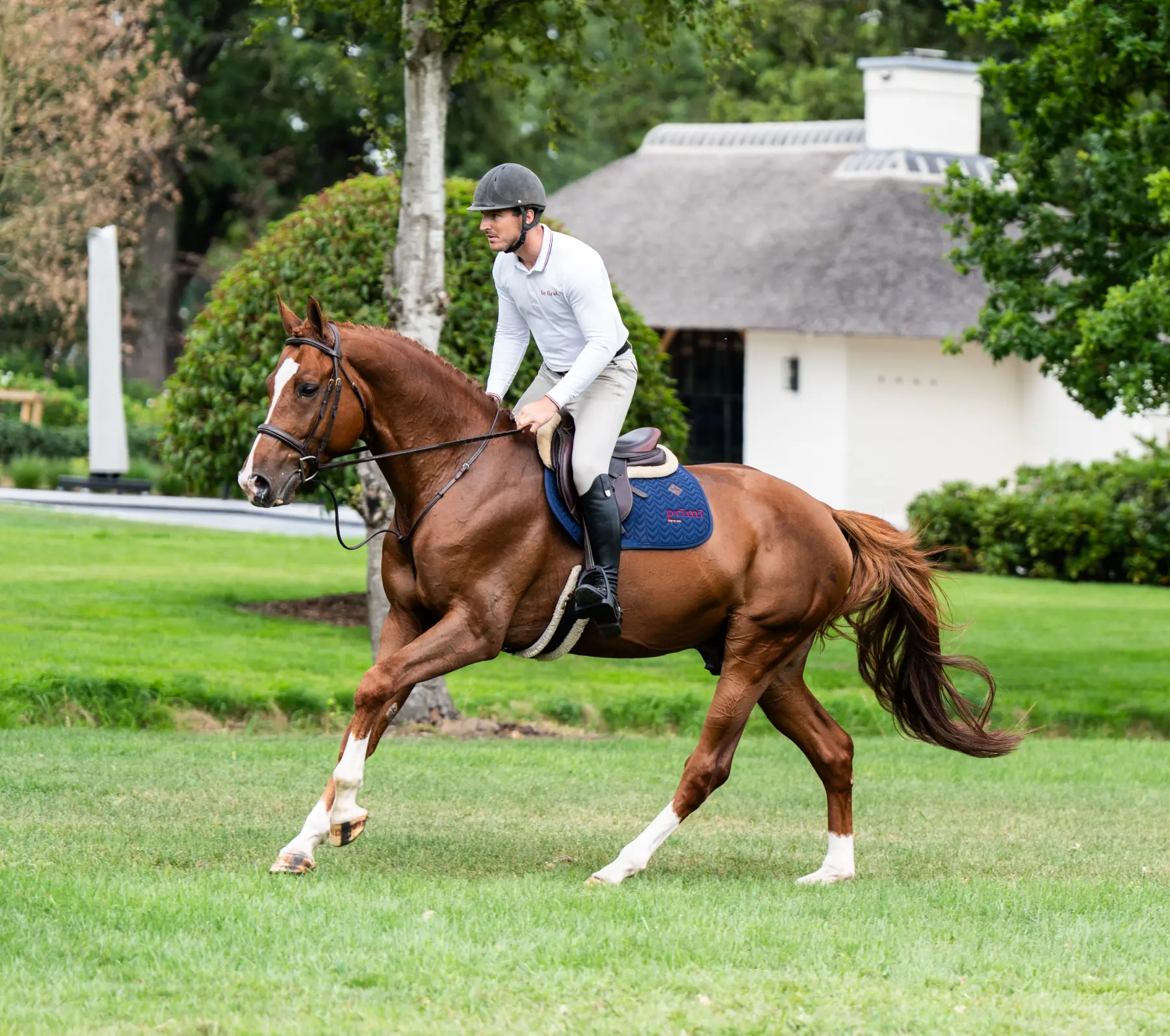 U2 - Primi Hunter & Jumper Horse Sale