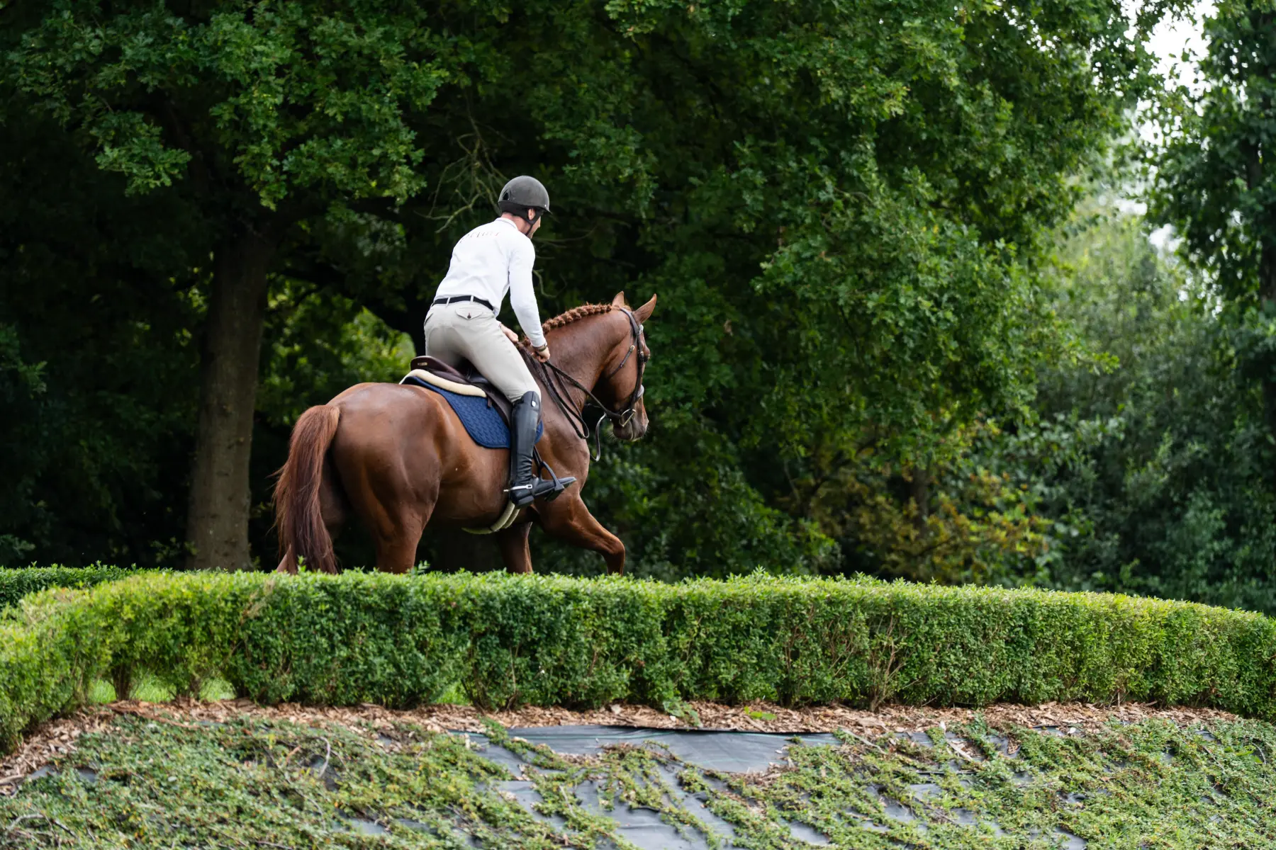 U2 - Primi Hunter & Jumper Horse Sale