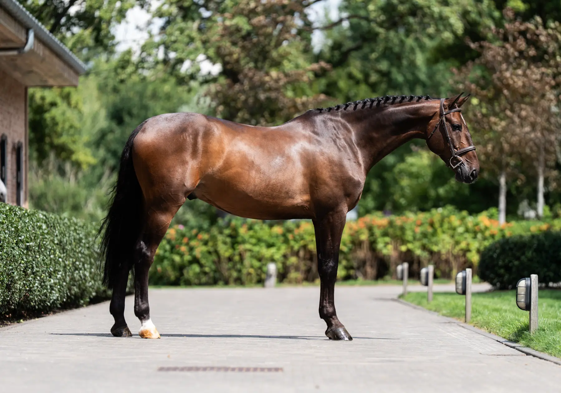 Com'On - Primi Hunter & Jumper Horse Sale