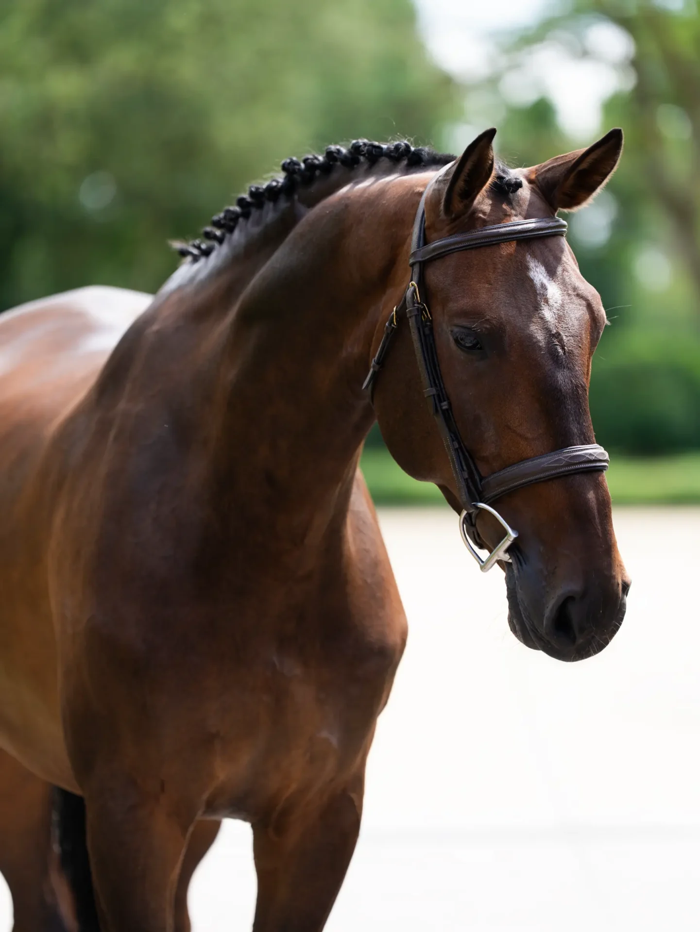 Com'On - Primi Hunter & Jumper Horse Sale