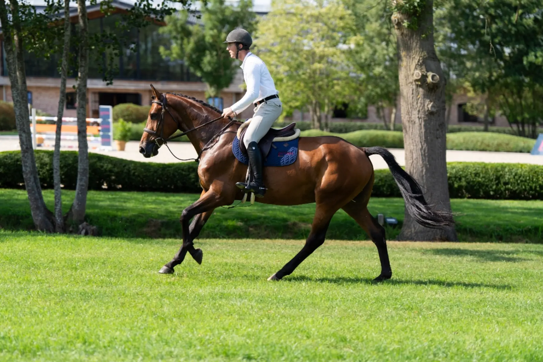 Uno VR - Primi Hunter & Jumper Horse Sale