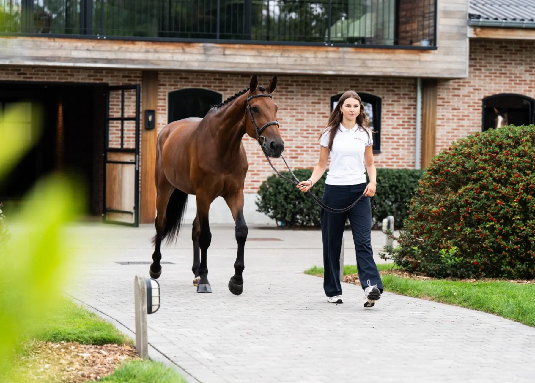 Uno VR - Primi Hunter & Jumper Horse Sale