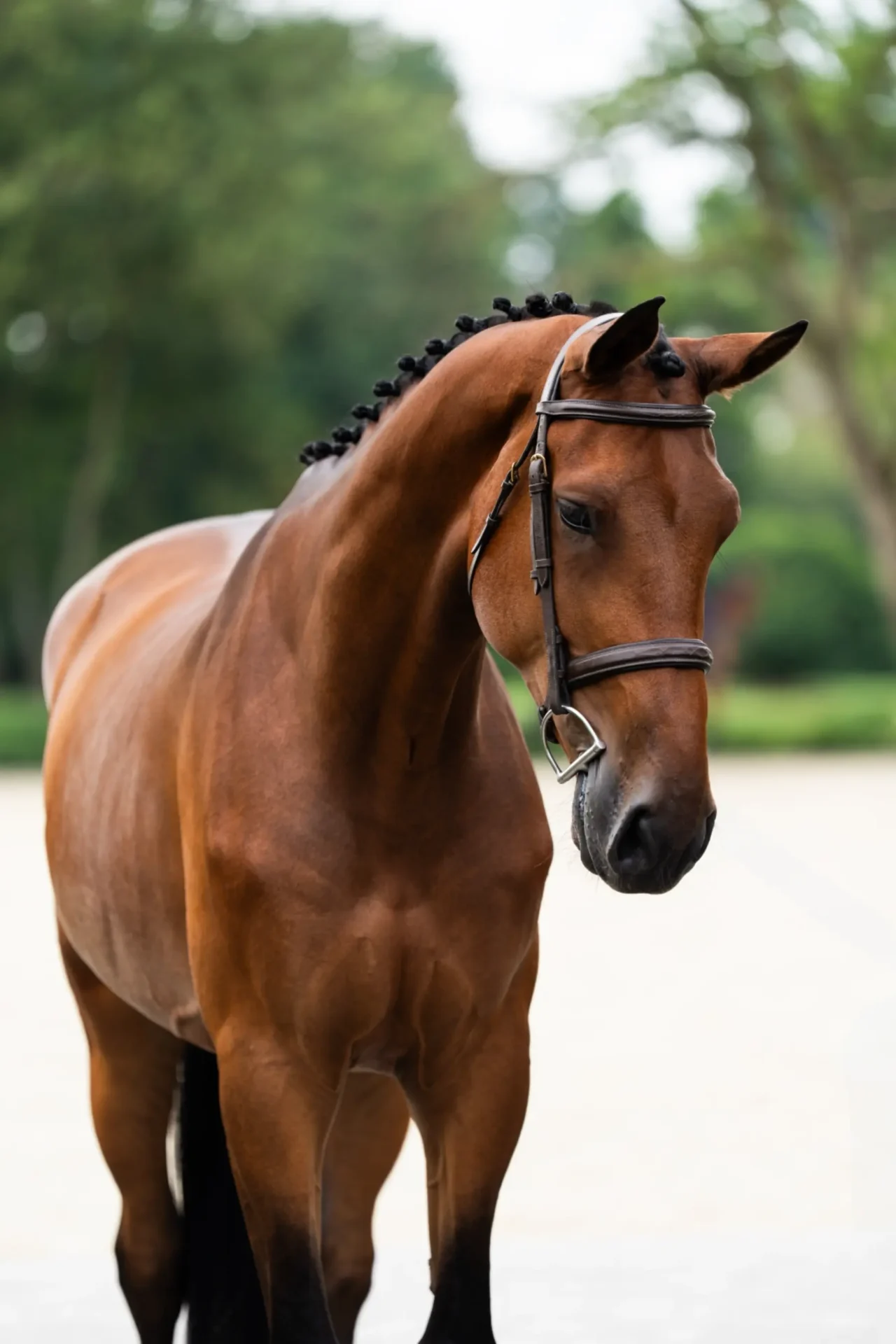 Uno VR - Primi Hunter & Jumper Horse Sale