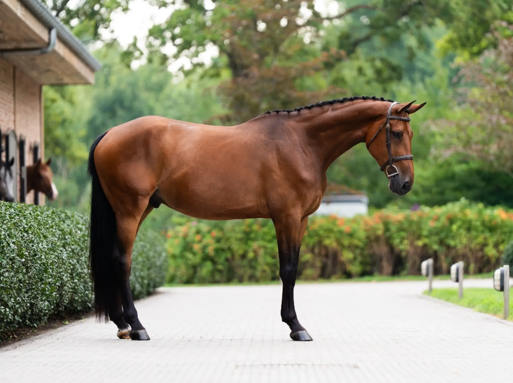 Uno VR - Primi Hunter & Jumper Horse Sale