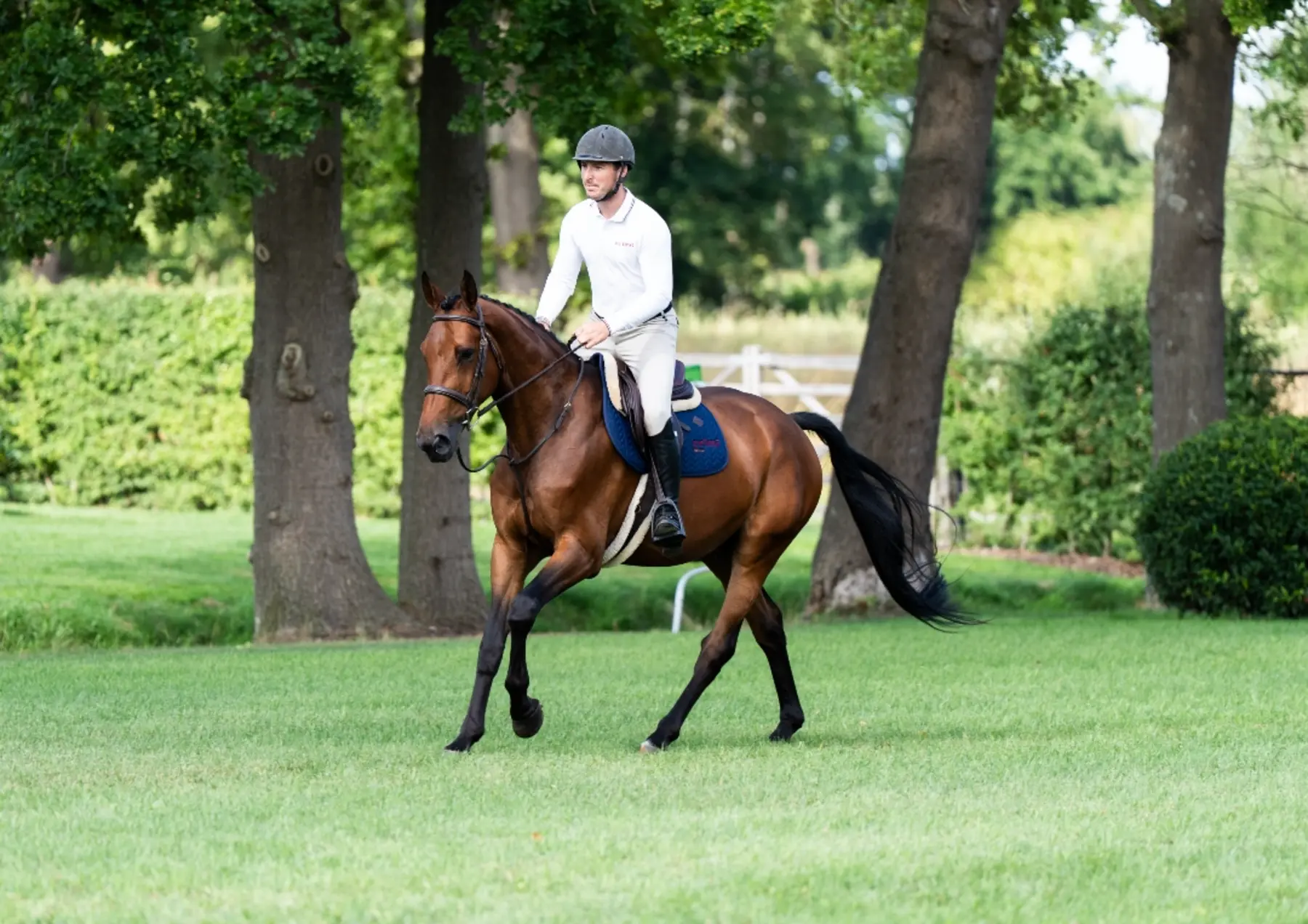 Uno VR - Primi Hunter & Jumper Horse Sale