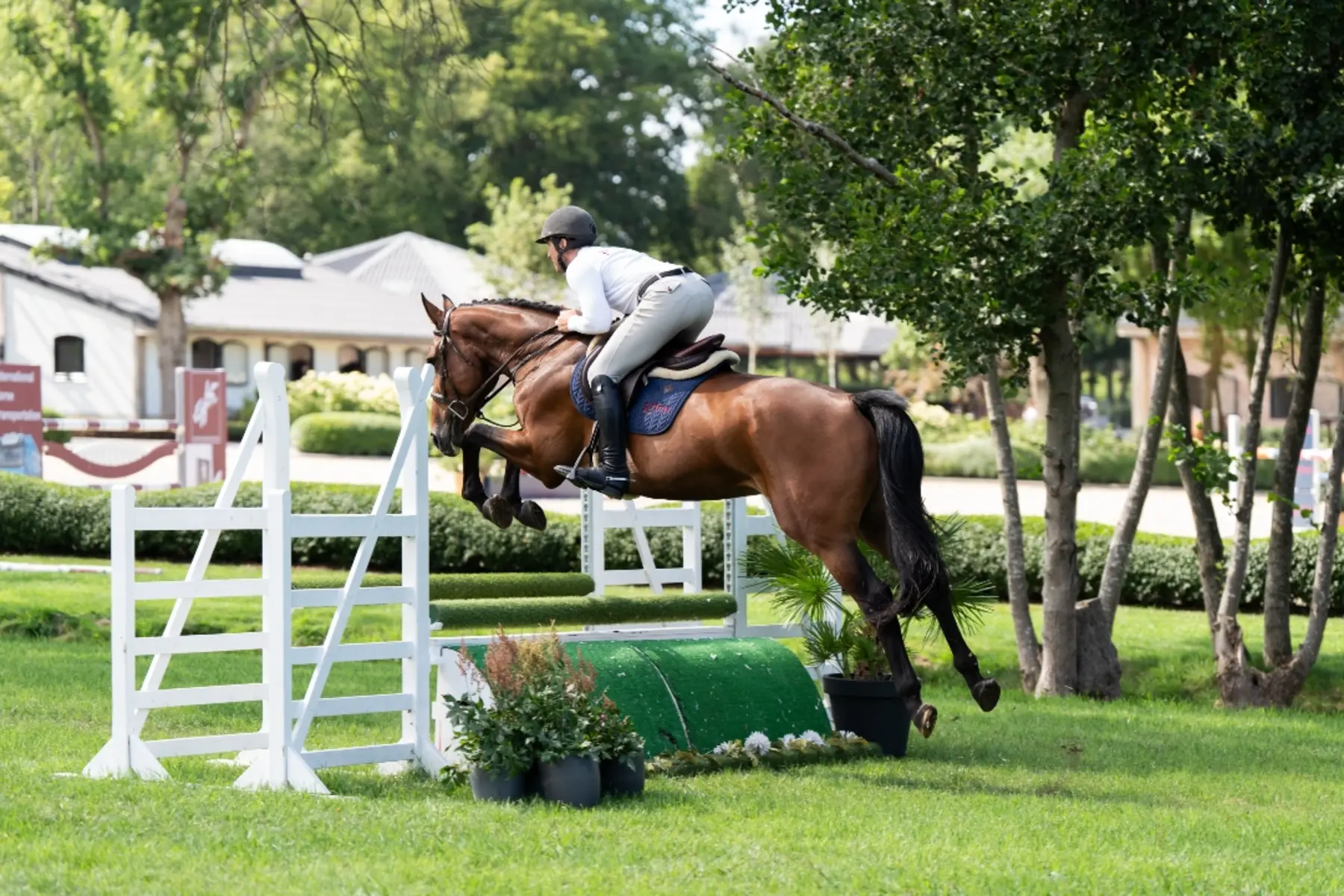 Uno VR - Primi Hunter & Jumper Horse Sale