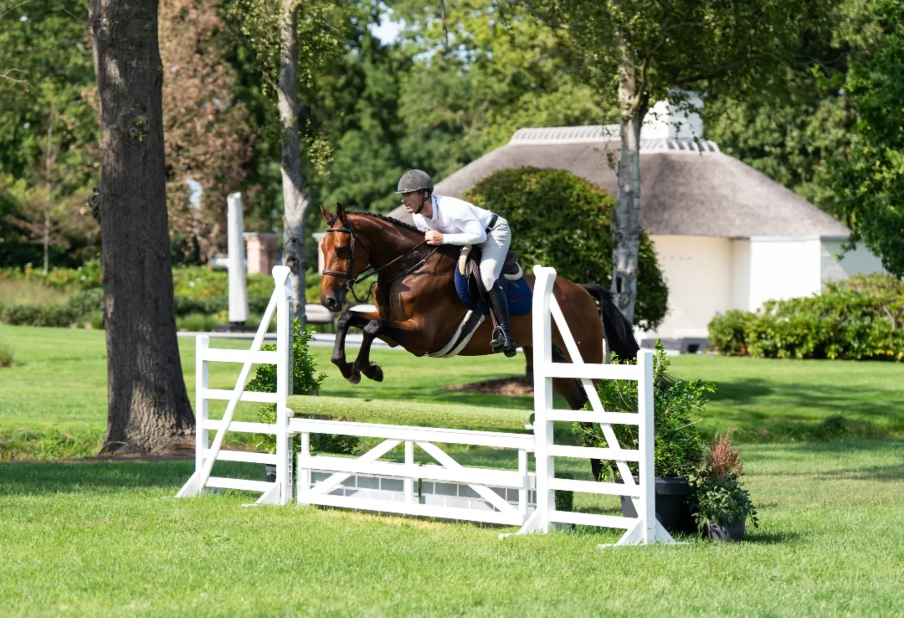 Uno VR - Primi Hunter & Jumper Horse Sale