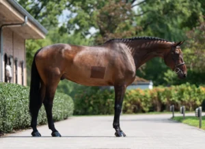 Can Do It - Primi Hunter & Jumper Horses