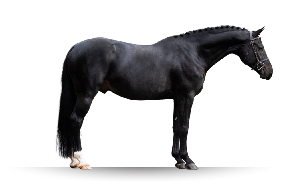 Primi Hunter and Jumper Horse Sale