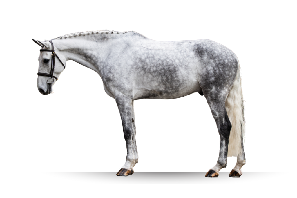 Primi Hunter and Jumper Horse Sale