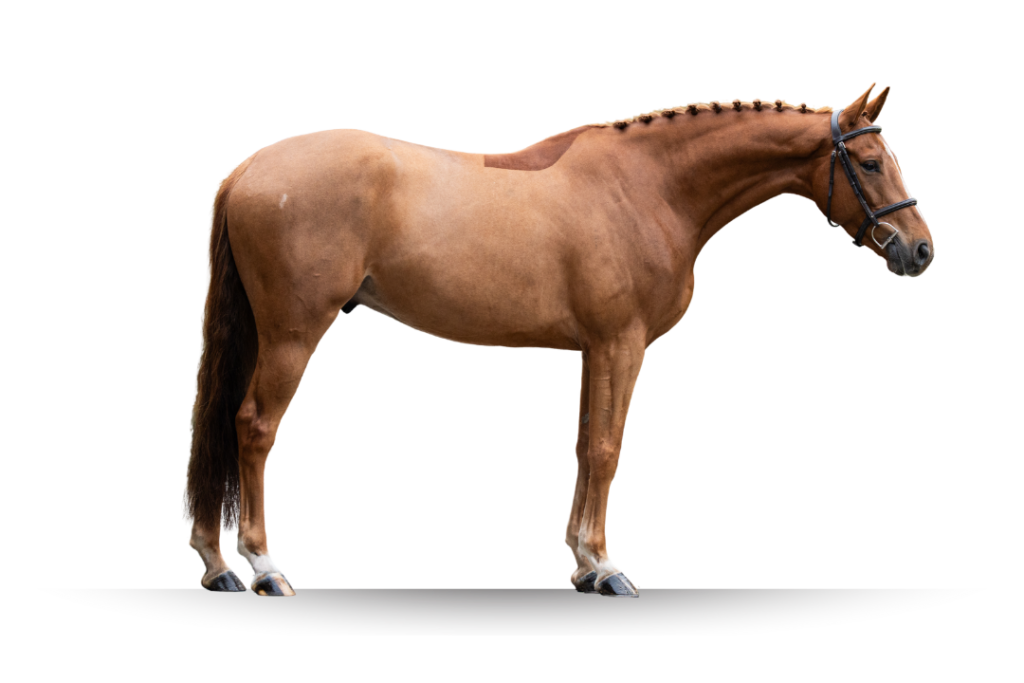 Primi Hunter and Jumper Horse Sale