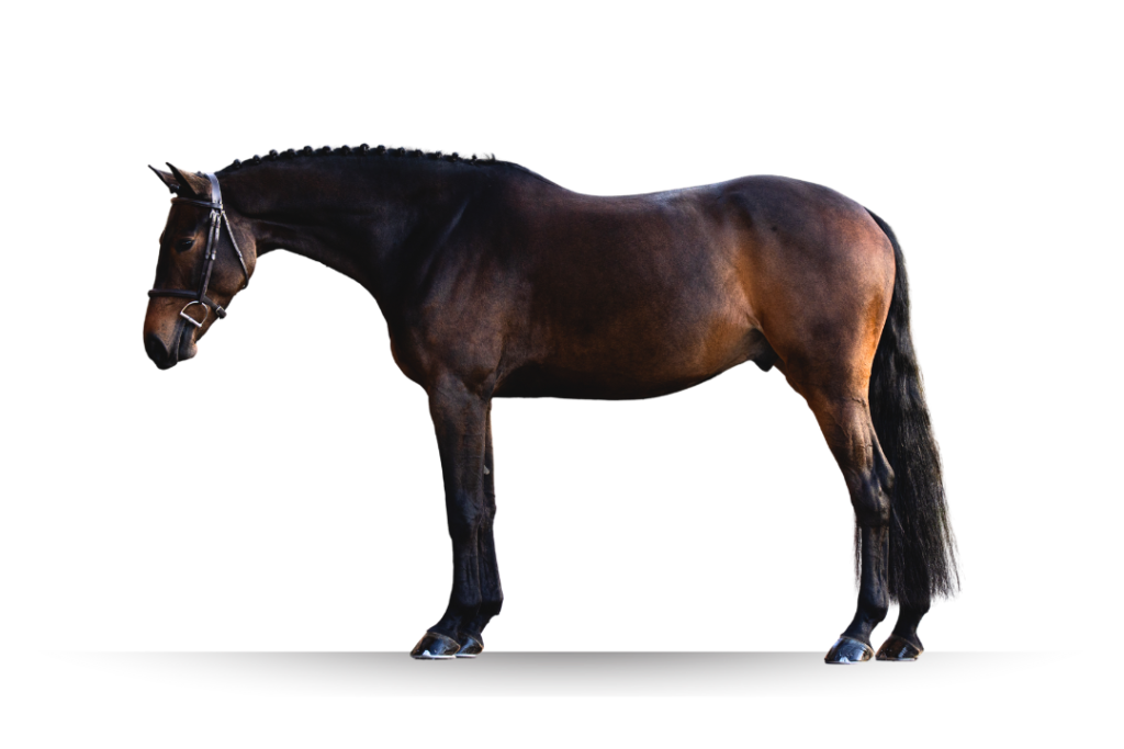 Primi Hunter and Jumper Horse Sale