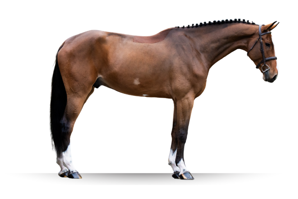 Primi Hunter and Jumper Horse Sale