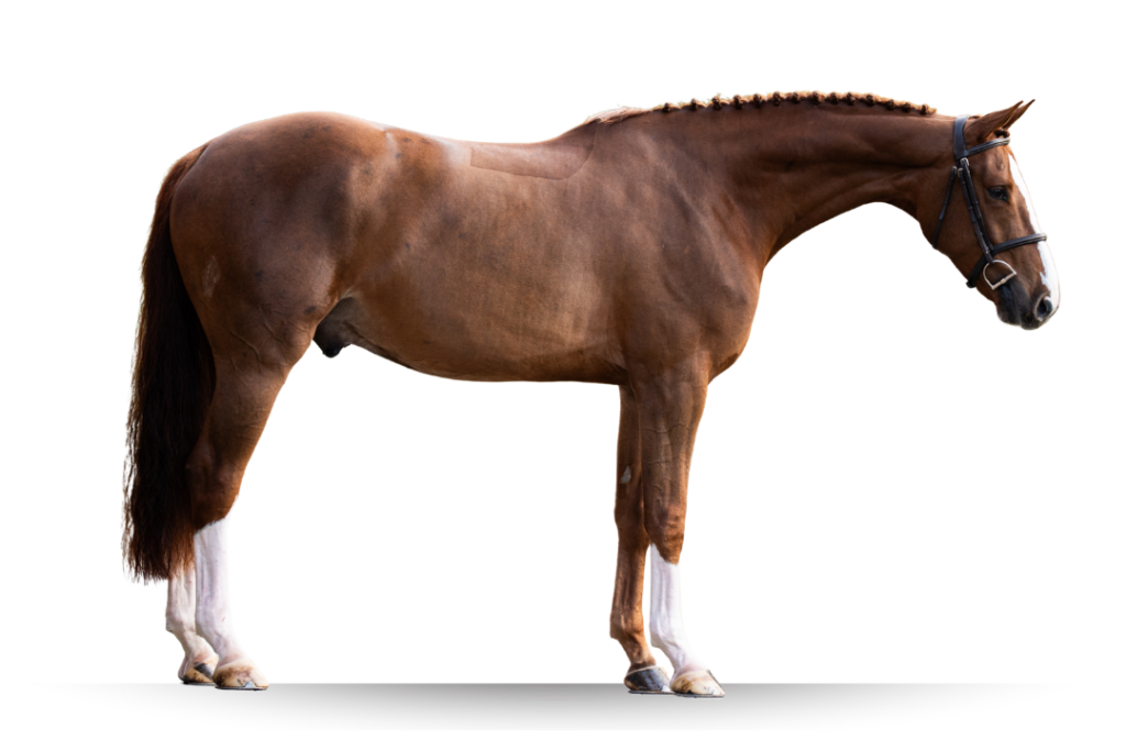 Primi Hunter and Jumper Horse Sale