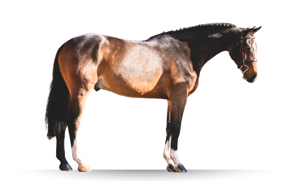 Primi Hunter and Jumper Horse Sale