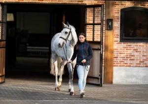 Lemon Ice - Primi Hunter & Jumper Horse Sale