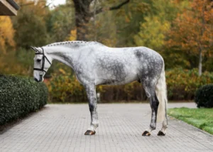 Lemon Ice - Primi Hunter & Jumper Horse Sale