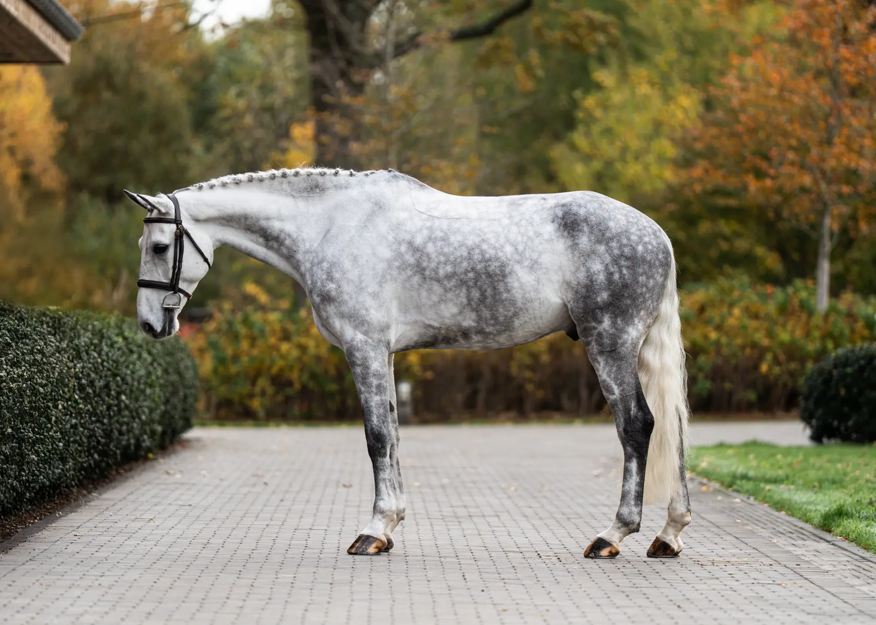 Lemon Ice - Primi Hunter & Jumper Horse Sale