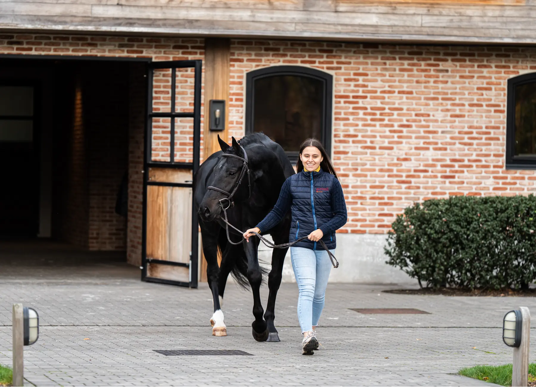 Escobar - Primi Hunter & Jumper Horse Sale