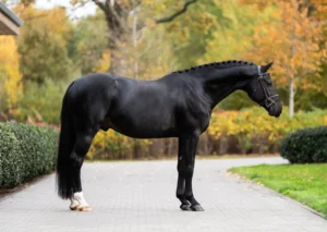 Escobar - Primi Hunter & Jumper Horse Sale