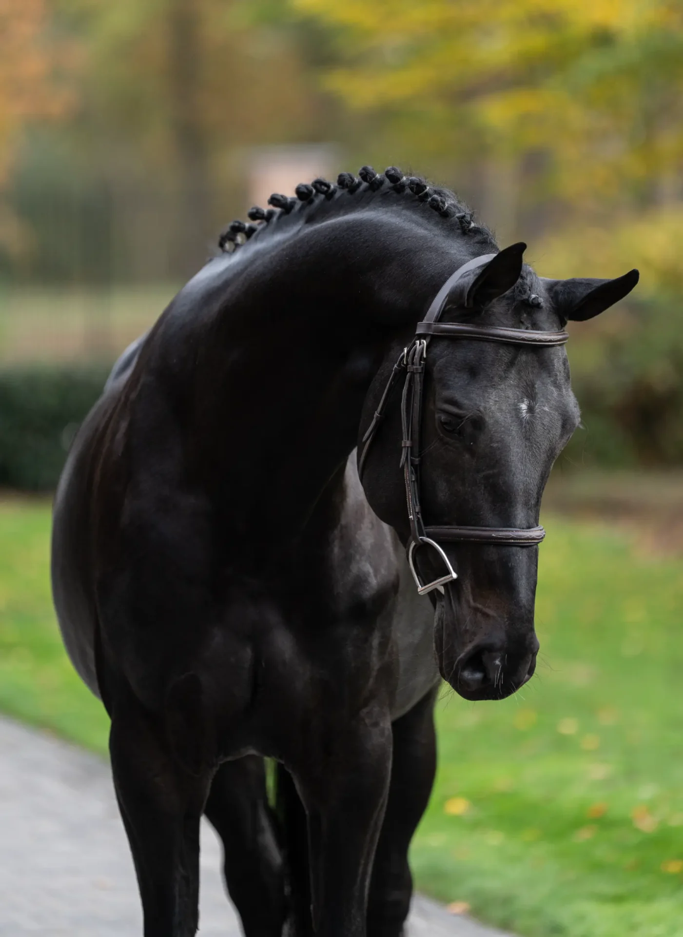 Escobar - Primi Hunter & Jumper Horse Sale