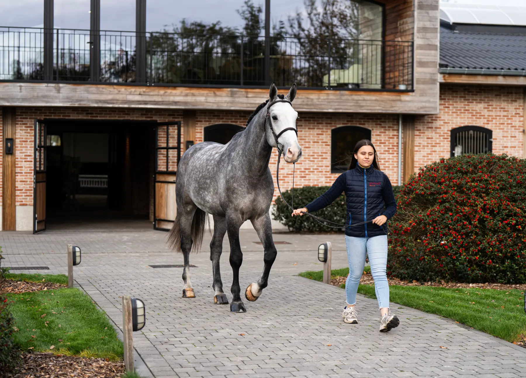 Oculus - Primi Hunter & Jumper Horse Sale