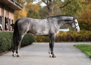 Oculus - Primi Hunter & Jumper Horse Sale