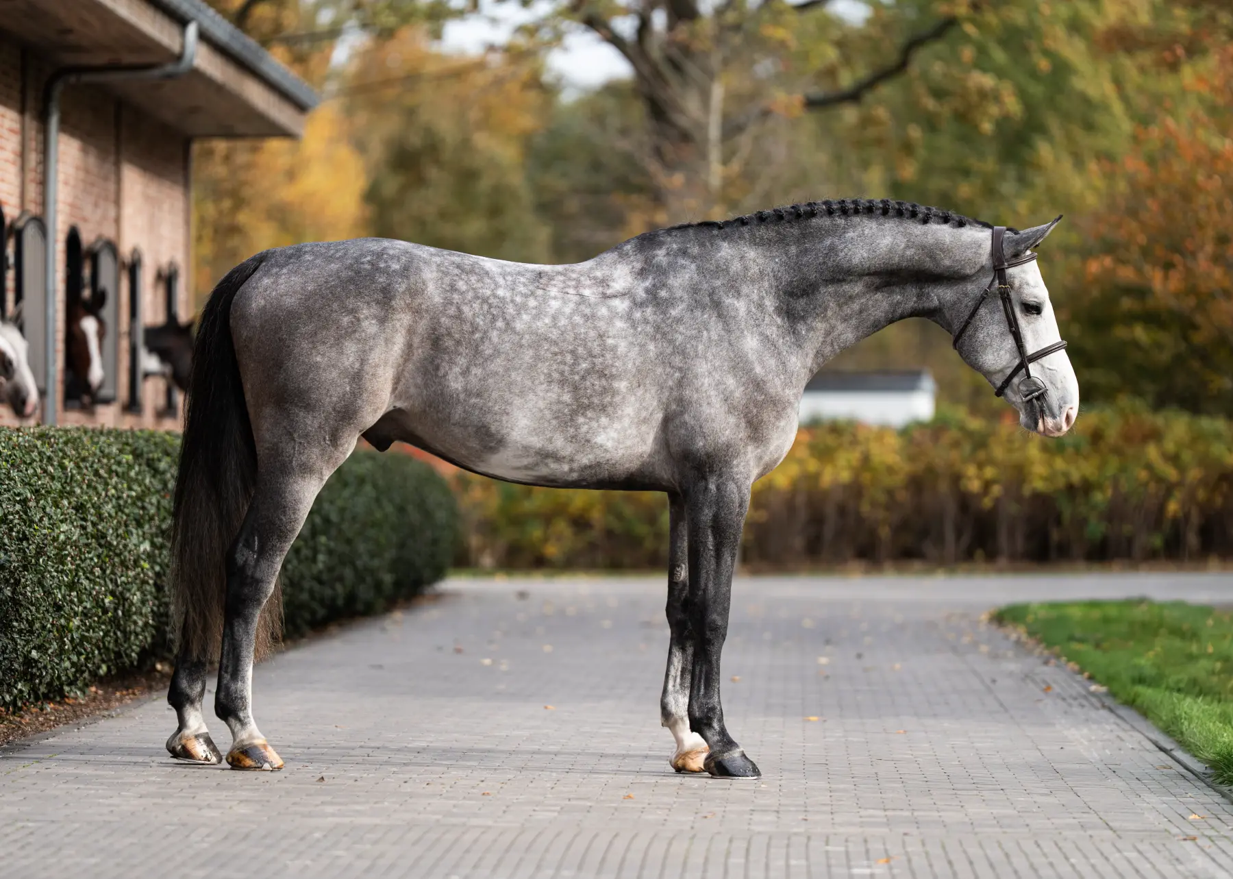 Oculus - Primi Hunter & Jumper Horse Sale