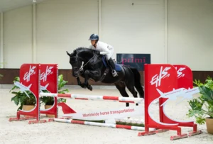 Escobar - Primi Hunter & Jumper Horse Sale