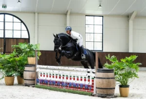 Escobar - Primi Hunter & Jumper Horse Sale