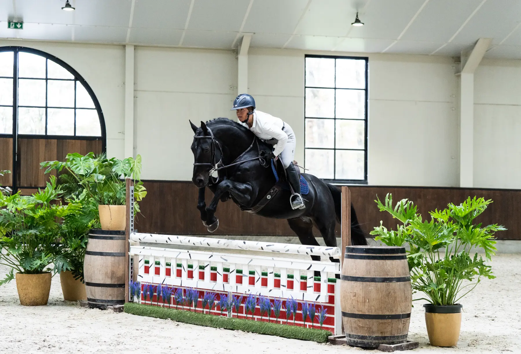 Escobar - Primi Hunter & Jumper Horse Sale