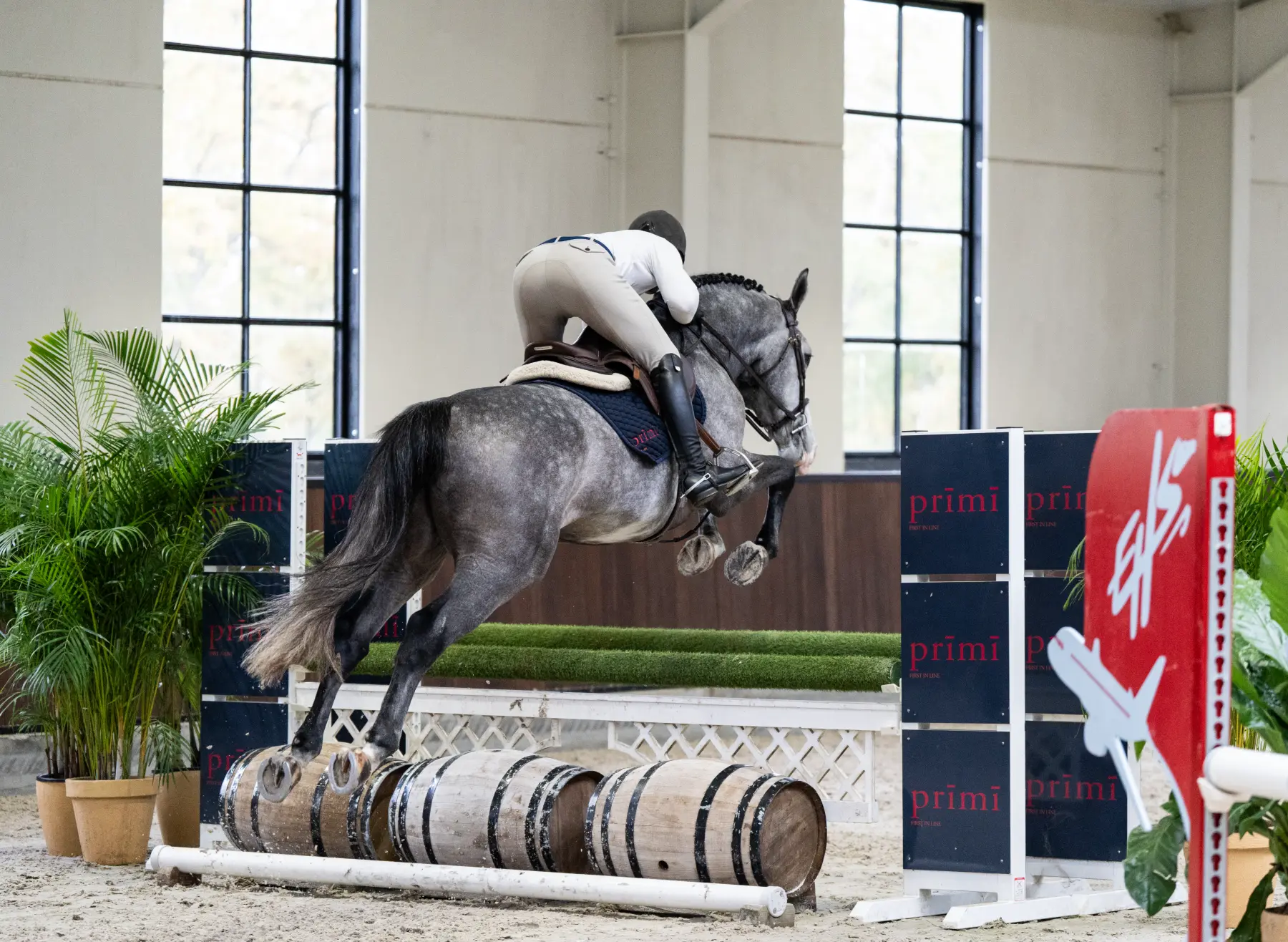 Oculus - Primi Hunter & Jumper Horse Sale