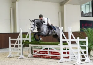 Oculus - Primi Hunter & Jumper Horse Sale