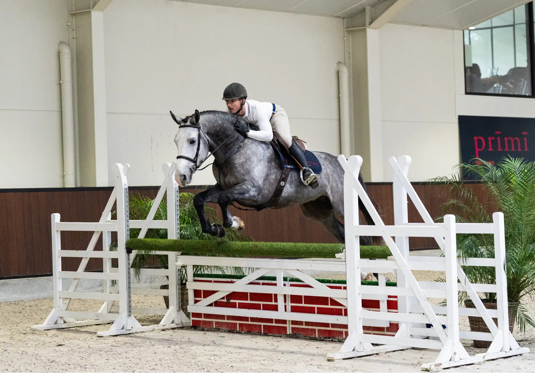 Oculus - Primi Hunter & Jumper Horse Sale