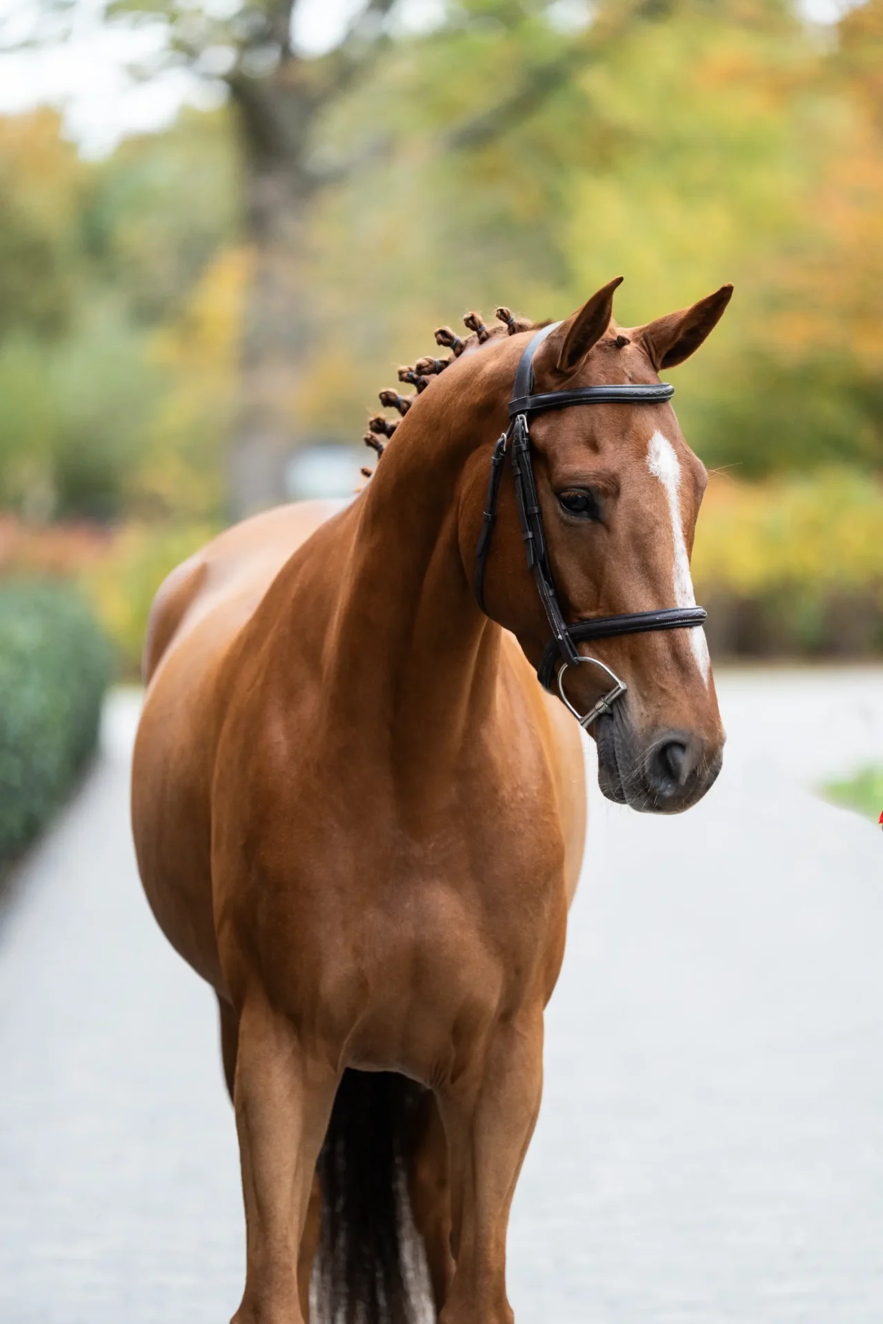 Taste of Darry Lou - Primi Hunter & Jumper Sale