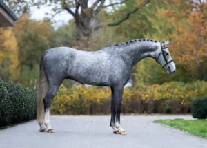 Jaguar - Primi Hunter & Jumper Horse Sale