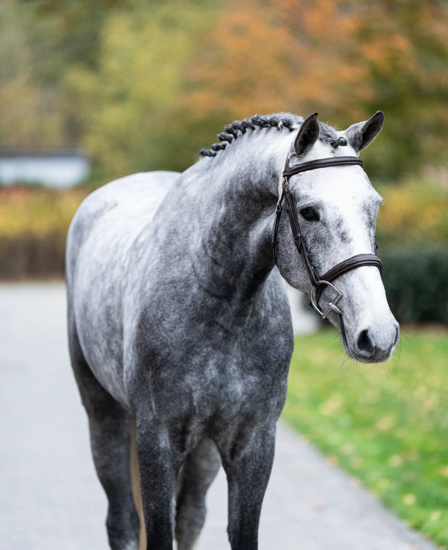 Jaguar - Primi Hunter & Jumper Horse Sale