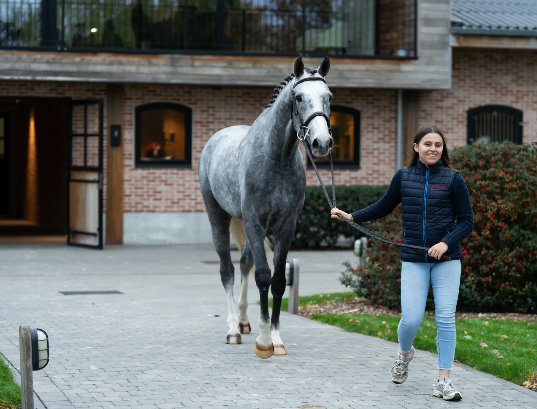 Jaguar - Primi Hunter & Jumper Horse Sale