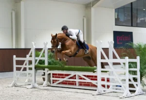 Taste of Darry Lou - Primi Hunter & Jumper Sale