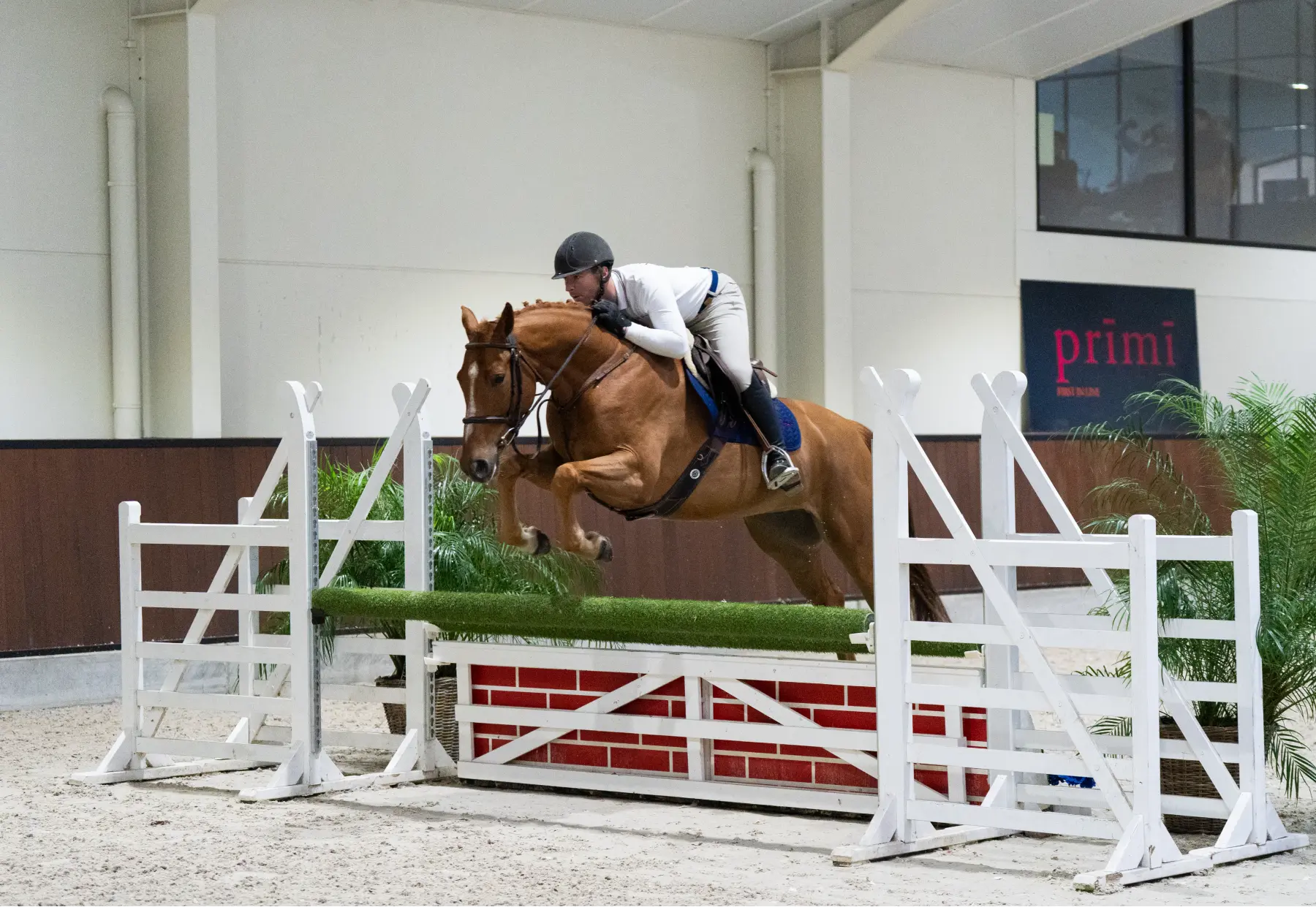 Taste of Darry Lou - Primi Hunter & Jumper Sale