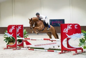 Taste of Darry Lou - Primi Hunter & Jumper Sale